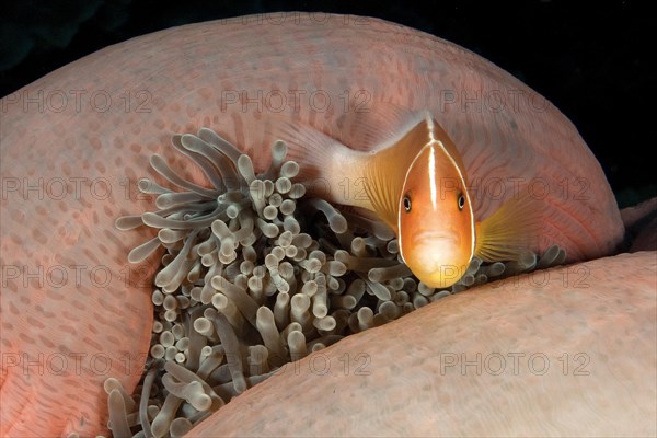 Pink skunk clownfish (Amphiprion perideraion)