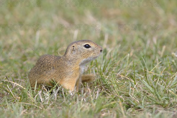 European ground squirrel (Spermophilus citellus)