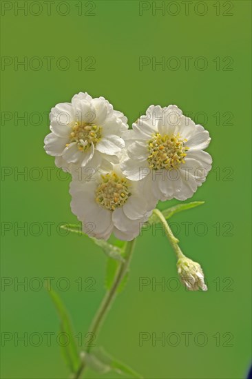 Fine leaved water dropwort (Oenanthe aquatica)