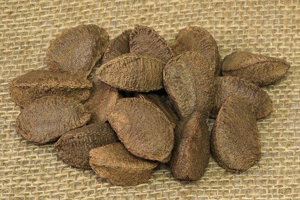 Brazil nut (Bertholletia excelsa)