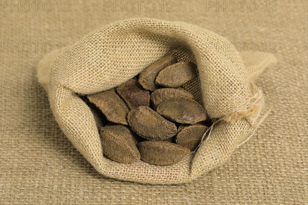 Brazil nut (Bertholletia excelsa)