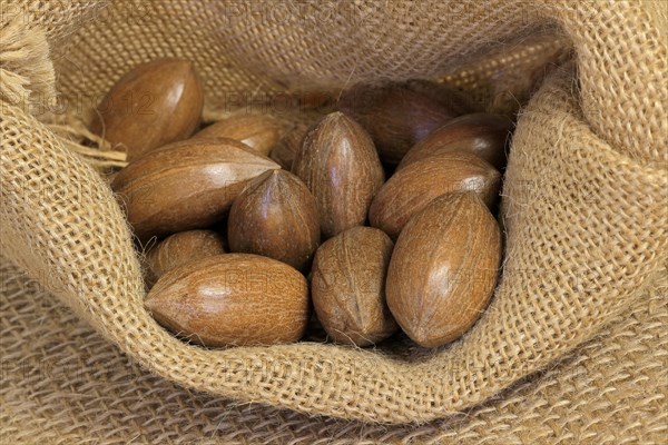 Pecan (Carya illinoinensis)