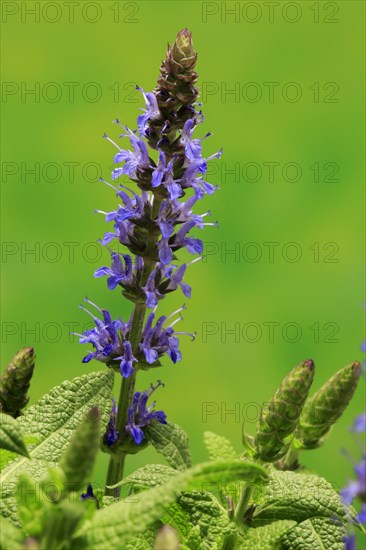 Woodland sage (Salvia nemorosa)