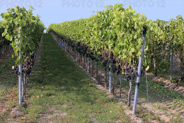 Grape vine (Vitis vinifera)