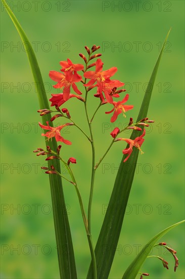 Montbretia (Crocosmia x crocosmiiflora)