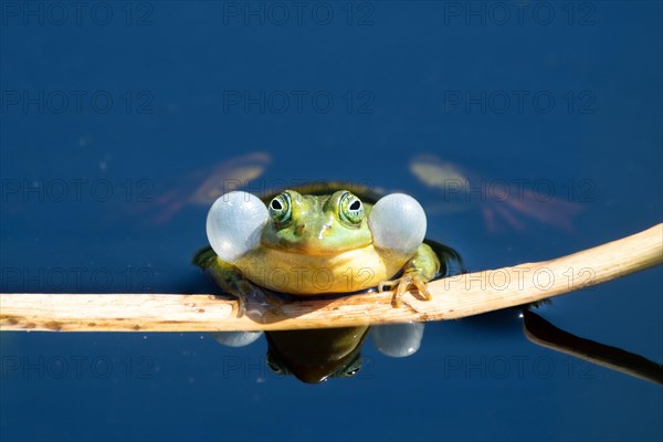 Pool frog (Rana lessonae)