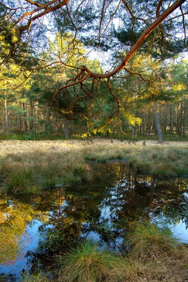 Forest lake bei Sonne