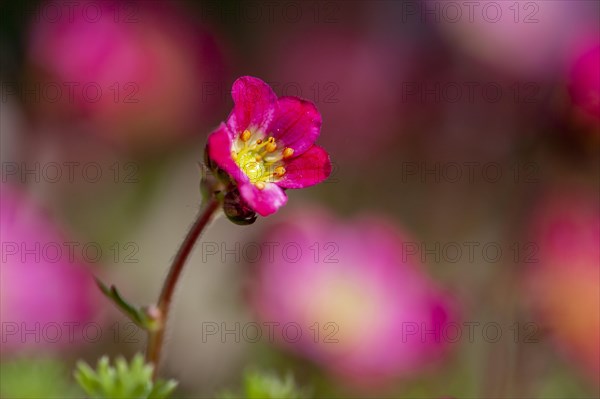 Flowering moss saxifrage