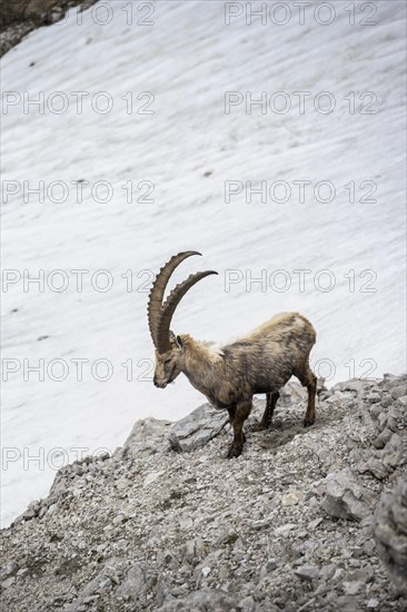 Alpine Ibex (Capra ibex) on a snow field