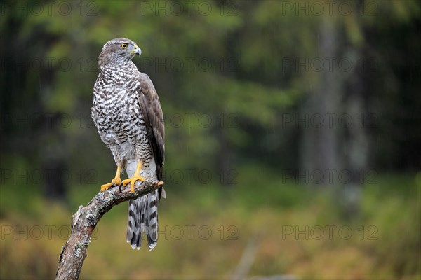 Northern goshawk (Accipiter gentilis)