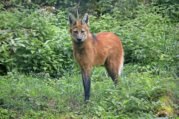 Maned wolf (Chrysocyon brachyurus)