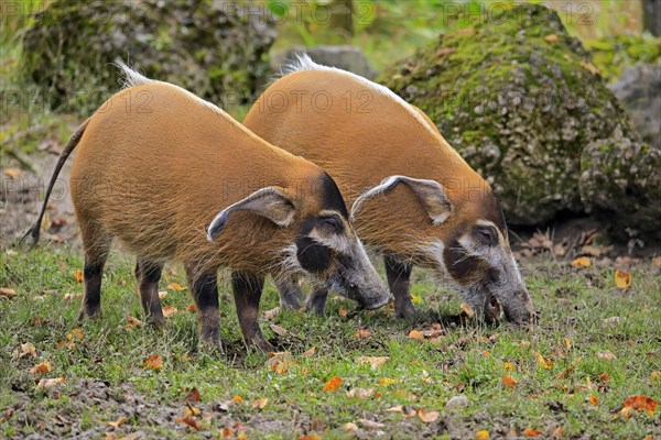 Brush-eared pig (Potamochoerus porcus pictu)