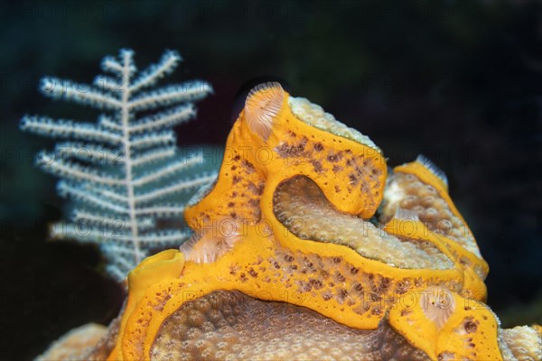 Orange undercoat sponge (Mycale laevis)