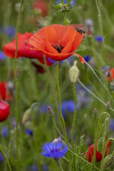 Poppy flowers (Papaver rhoeas) with bees and blue Cornflowers (Centaurea cyanus)