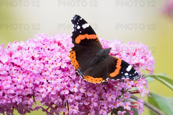 Red Admiral (Vanessa atalanta)