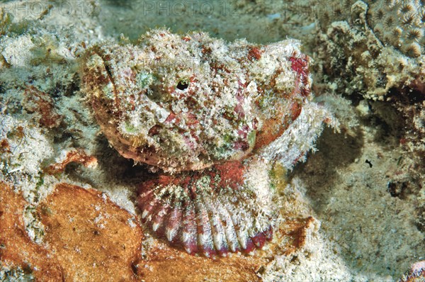 False stonefish (Scorpaenopsis diabolus)