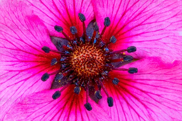 Dark crimson cinquefoil (Potentilla atrosanguinea)