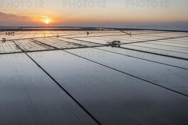 Flooded rice fields in May at sunrise