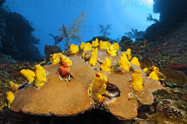 Yellow boring sponge (Siphonodictyon coralliphagum) on Massive Starlet Coral (Siderastrea siderastrea)