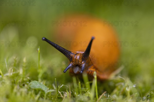 Red slug (Arion rufus)