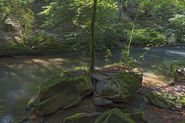 Spruce on a rock in the Schwarzachklamm