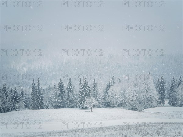 Winter snowfall landscape in Carpathian mountains. Wonderful idyllic snowing scene with a bench under a lone tree in front of a coniferous forest under snow. Foggy white woodland sceneryin Bukovel