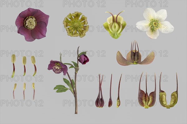 Oriental hellebore (Helleborus orientalis) Barnhaven hybrid (Helleborus x hybridus)