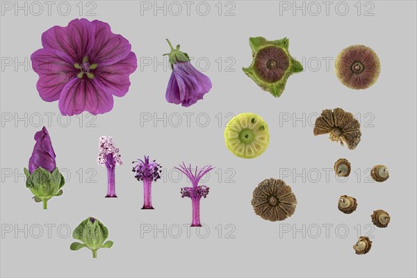 Moroccan wild mallow (Malva sylvestris subsp. subacaulis)