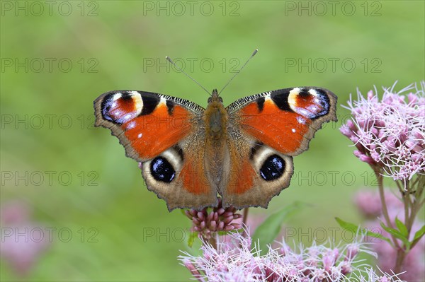 European peacock (Aglais io) on common waterweed (Eupatorium cannabinum)