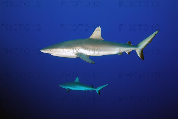 Grey reef shark (Carcharhinus amblyrhynchos)