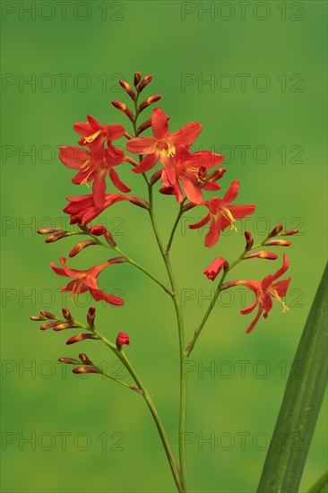 Montbretia (Crocosmia x crocosmiiflora)