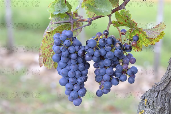 Blue grapes