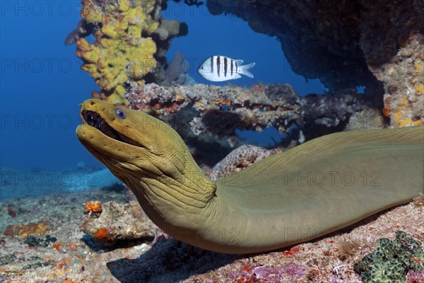 Green moray (Gymnothorax funebris) in shipwreck