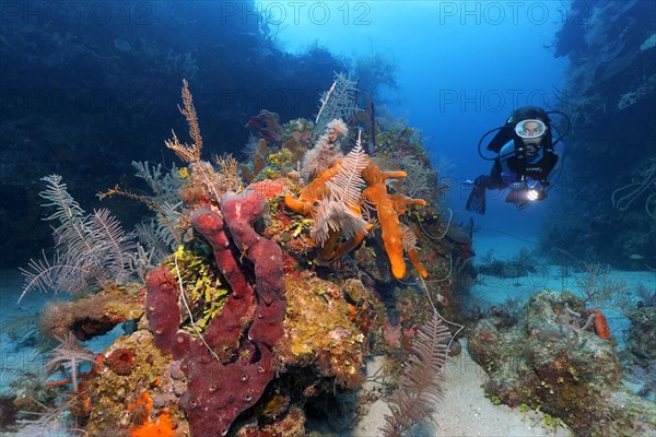 Diver swimming through reef cut and looking at patch reef with various sponges and corals