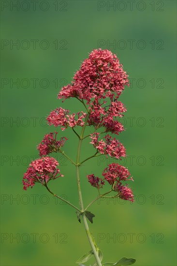 Red valerian (Centranthus ruber)