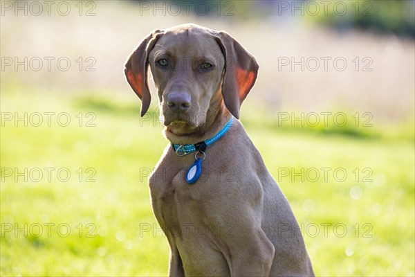 Vizsla puppy