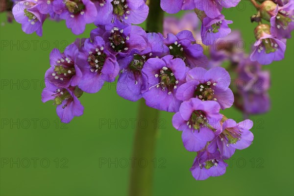 Bergenia