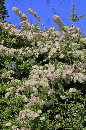 Scarlet firethorn (Pyracantha coccinea)