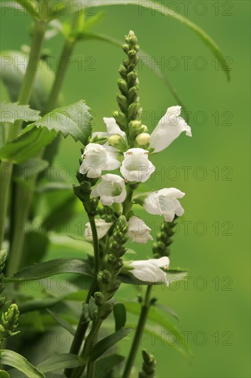 Obedience (Physostegia virginiana)