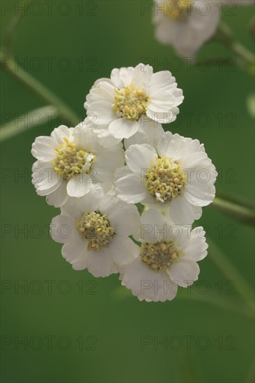 Fine leaved water dropwort (Oenanthe aquatica)