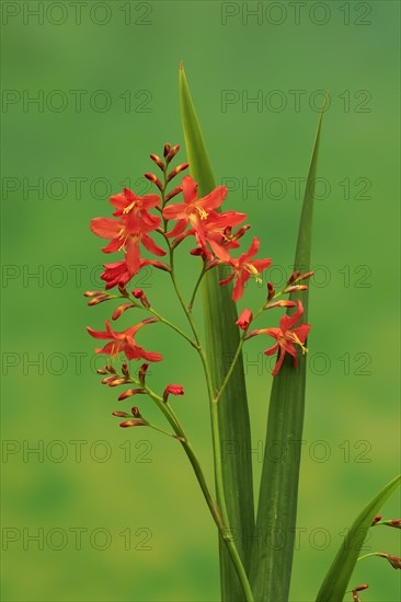 Montbretia (Crocosmia x crocosmiiflora)