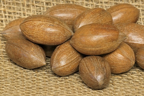 Pecan (Carya illinoinensis)