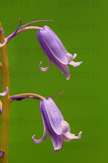 Spanish bluebell (Hyacinthoides hispanica)