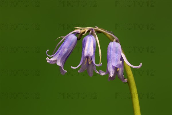 Spanish bluebell (Hyacinthoides hispanica)