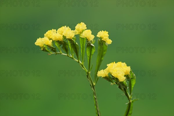 Sea Lavender (Limonium)