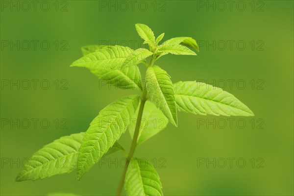 Lemon verbena (Aloysia triphylla)