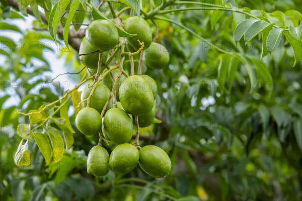 Hog plums (Spondias Mombin)