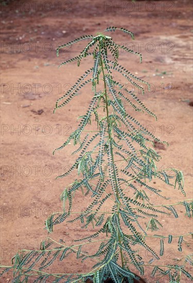 Phyllanthus amarus: Jangli amli