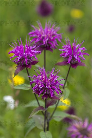 Indian nettle (Monarda menthifolia)