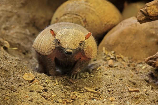 Big hairy armadillo (Chaetophractus villosus)